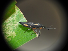 Rhinotia plagiata