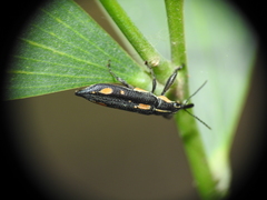 Rhinotia plagiata