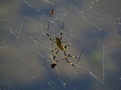 Trichonephila clavata