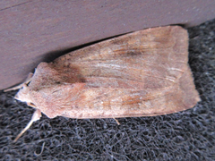 Diarsia canescens