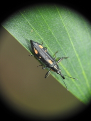 Rhinotia plagiata