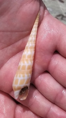 Terebrinae