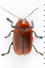 Cryptocephalus coryli