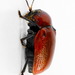 Hazel Pot Beetle - Photo (c) Andrey Ponomarev, some rights reserved (CC BY-NC), uploaded by Andrey Ponomarev