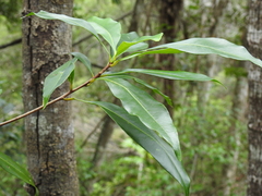 Planchonella chartacea