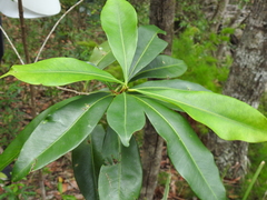 Planchonella chartacea