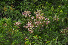 Wisteriopsis reticulata