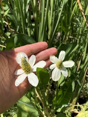 Anemopsis californica