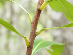 Planchonella chartacea