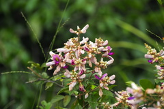 Wisteriopsis reticulata