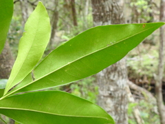 Planchonella chartacea