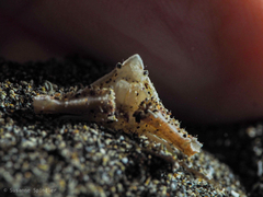 Distolambrus maltzami