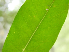 Planchonella chartacea