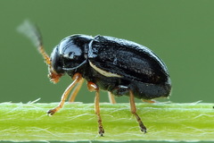 Cryptocephalus flavipes