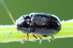 Cryptocephalus flavipes