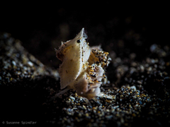 Distolambrus maltzami