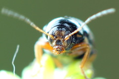 Cryptocephalus flavipes