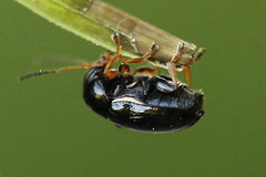 Cryptocephalus flavipes