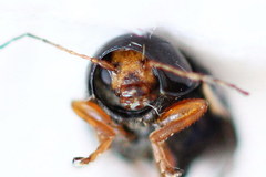 Cryptocephalus flavipes