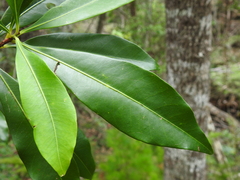 Planchonella chartacea