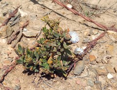 Mesembryanthemum paulum