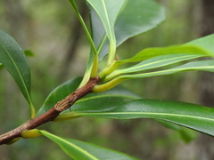 Planchonella chartacea