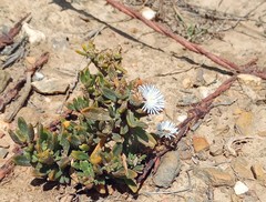 Mesembryanthemum paulum