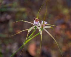 Caladenia serotina