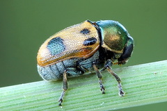 Cryptocephalus laetus