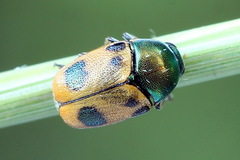 Cryptocephalus laetus