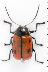 Cryptocephalus octopunctatus