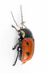 Cryptocephalus octopunctatus