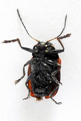 Cryptocephalus octopunctatus