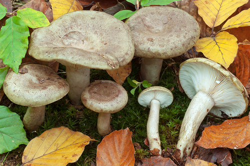 Slimy Milkcap