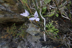 Disa maculata