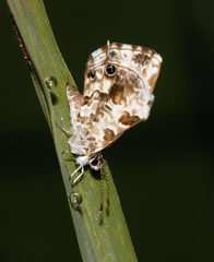 Cacyreus lingeus