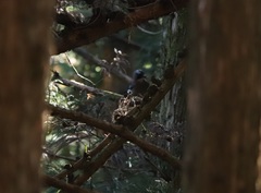 Garrulus glandarius japonicus