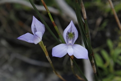 Disa maculata