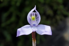 Disa maculata