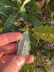 Banksia paludosa