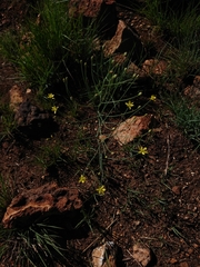 Eriospermum abyssinicum