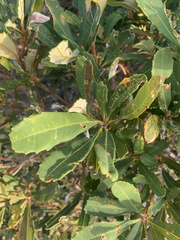 Banksia paludosa