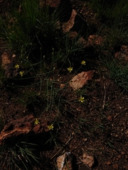 Eriospermum abyssinicum