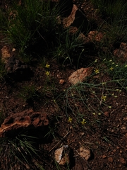 Eriospermum abyssinicum