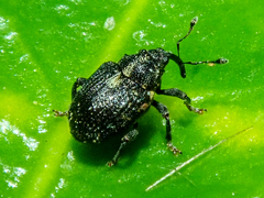 Calosirus terminatus