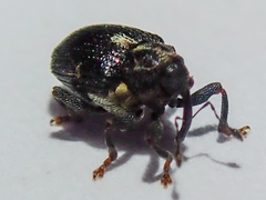 Calosirus terminatus