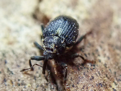 Calosirus terminatus