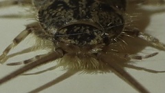 Ctenolepisma lineatum