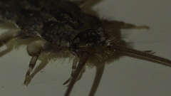 Ctenolepisma lineatum