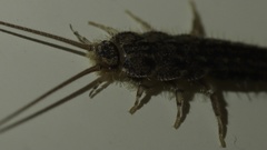 Ctenolepisma lineatum
